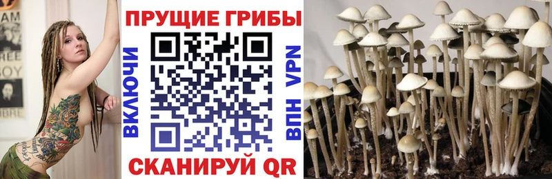 Галлюциногенные грибы Cubensis купить закладку Чкаловск